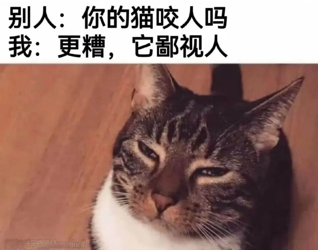 别人：你的猫咬人吗我：更糟，它视人