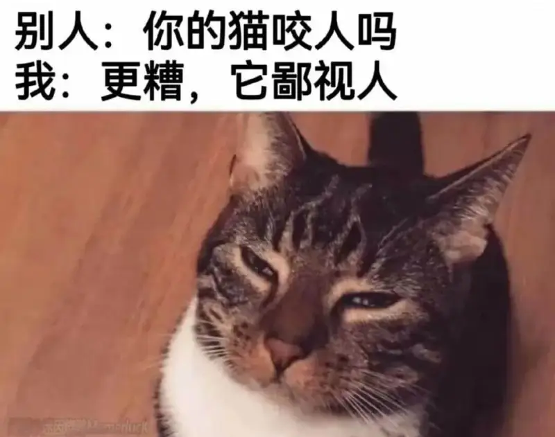 别人：你的猫咬人吗我：更糟，它视人