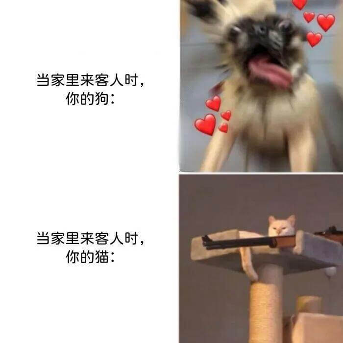 当家里来客人时，你的狗：当家里来客人时，你的猫：