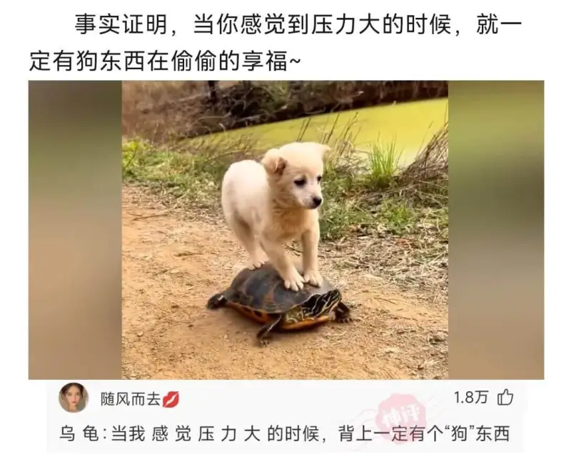 事实证明，当你感觉到压力大的时候，就一定有狗东西在偷偷的享福