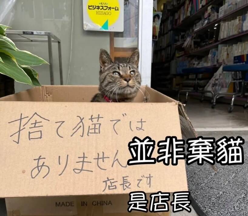 HISAGO猫亚非集猫店長计是店長MADEINCHINA