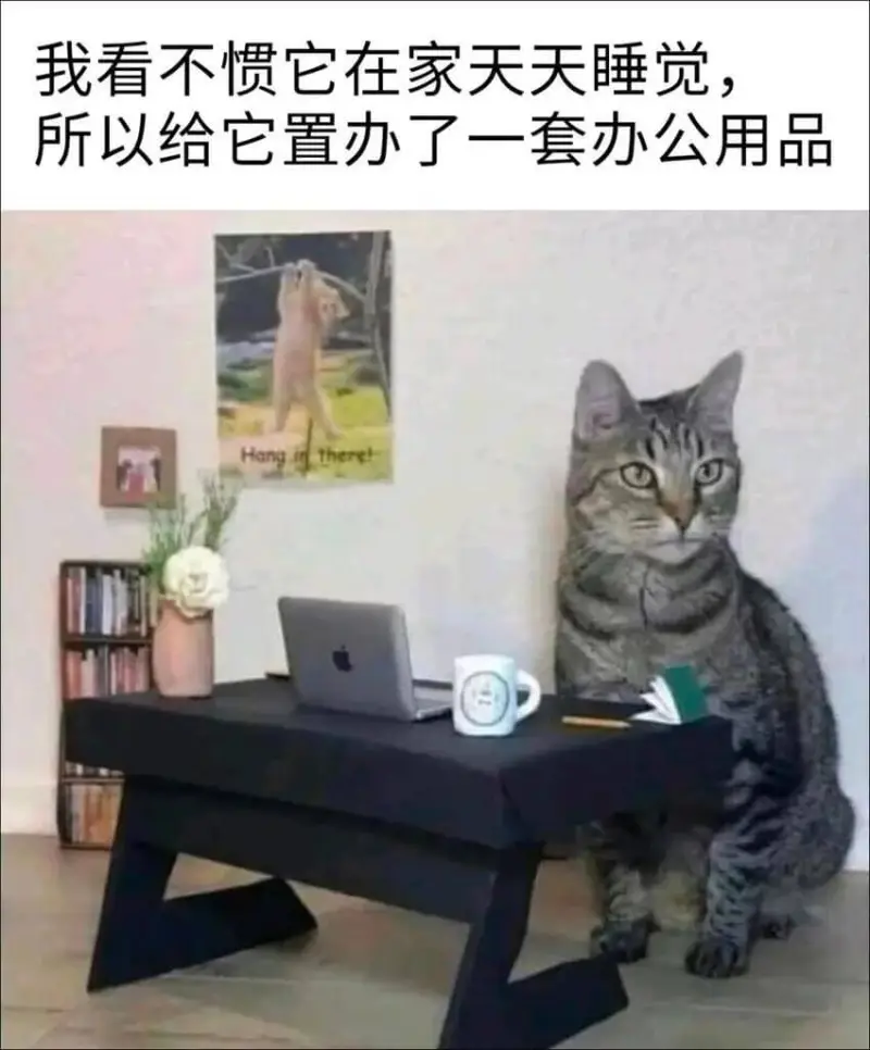 我看不惯它在家天天睡觉所以给它置办了一套办公用品Hagher