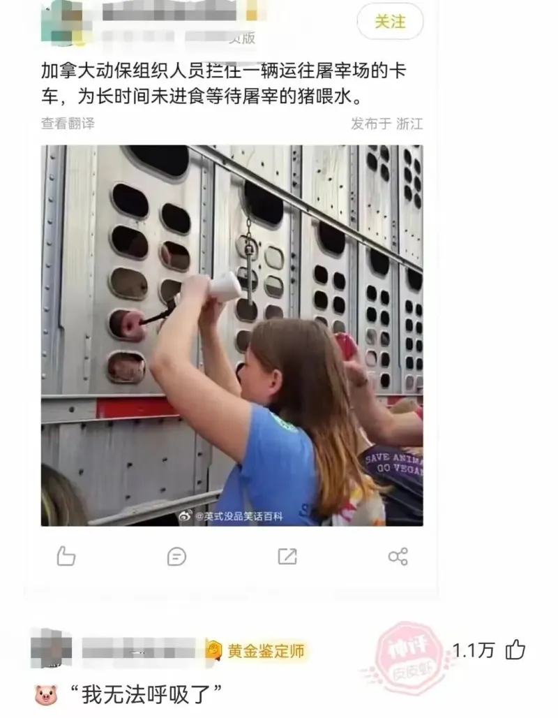 加拿大动保组织人员拦住一辆运往屠宰场的卡车，为长时间未进食等