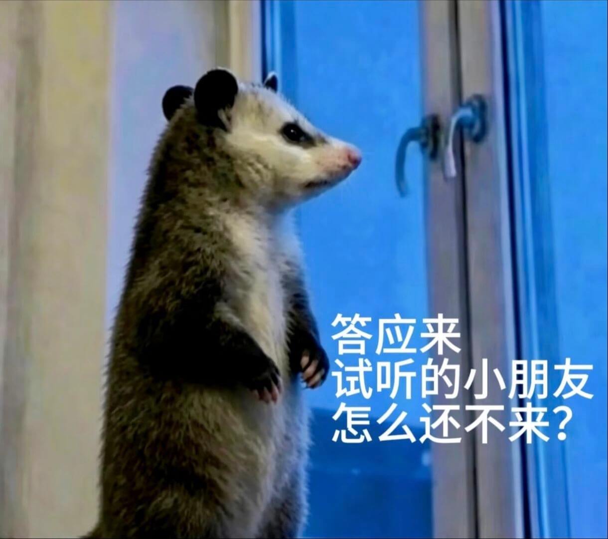 答应来试听的小朋友，怎么还不来？