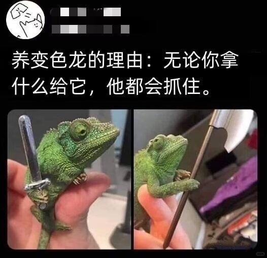 养变色龙的理由：无论你拿什么给它，他都会抓住。
