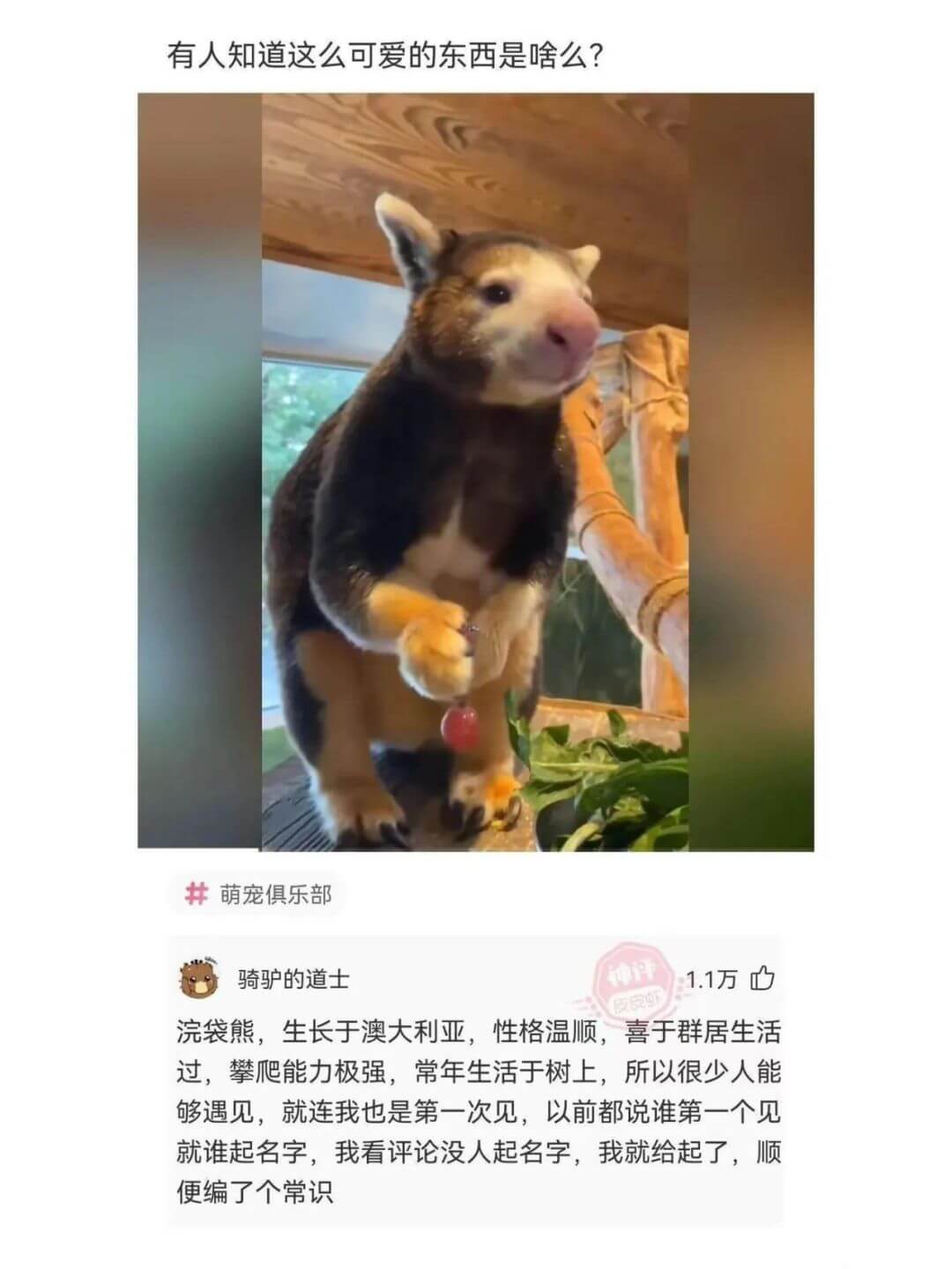 有人知道这么可爱的东西是啥么？萌宠俱乐部骑驴的道士1.1万浣