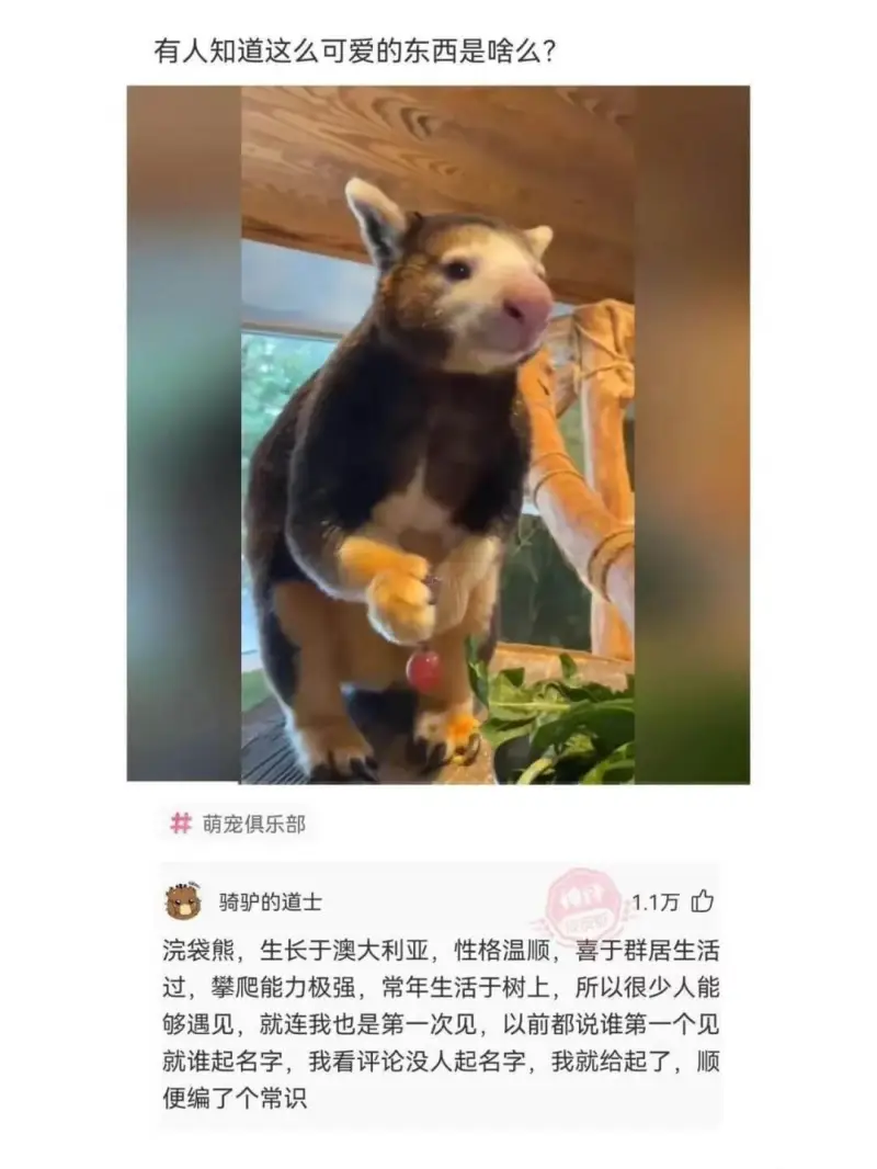 有人知道这么可爱的东西是啥么？萌宠俱乐部骑驴的道士1.1万浣