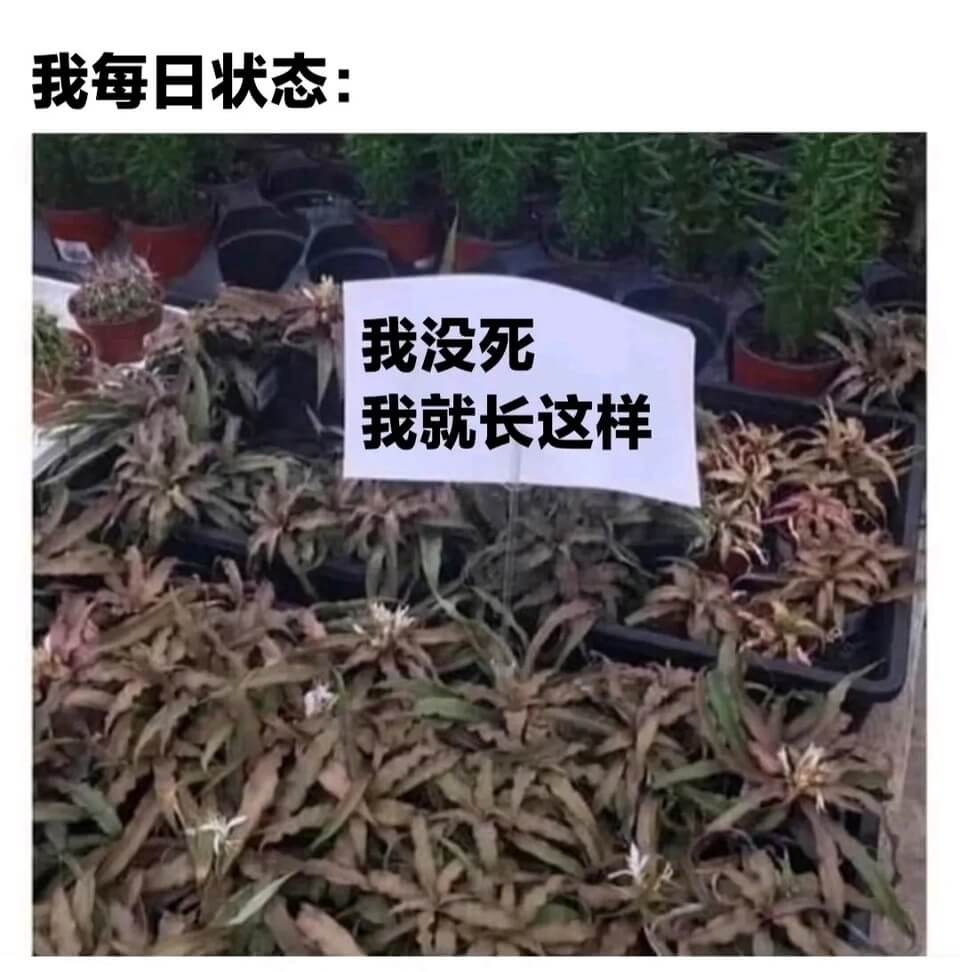 我每日状态:我没死我就长这样