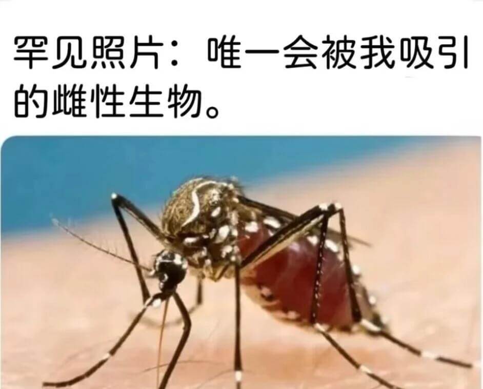 罕见照片：唯一会被我吸引的雌性生物。