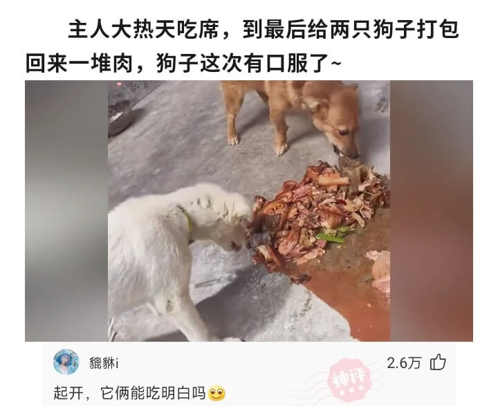 主人大热天吃席,到最后给两只狗子打包回来一堆肉，狗子这次有口