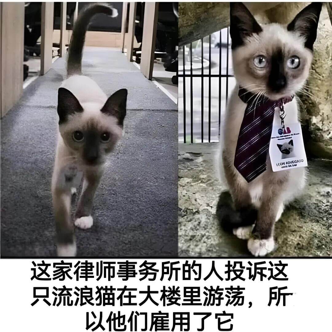 这家律师事务所的人投诉这只流浪猫在大楼里游荡。所以他们雇用了