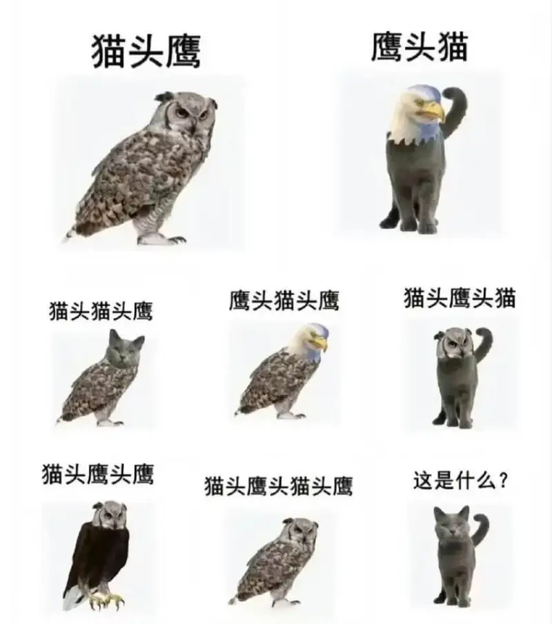 猫头鹰鹰头猫鹰头猫头鹰猫头鹰头猫猫头猫头鹰猫头鹰头鹰这是什么