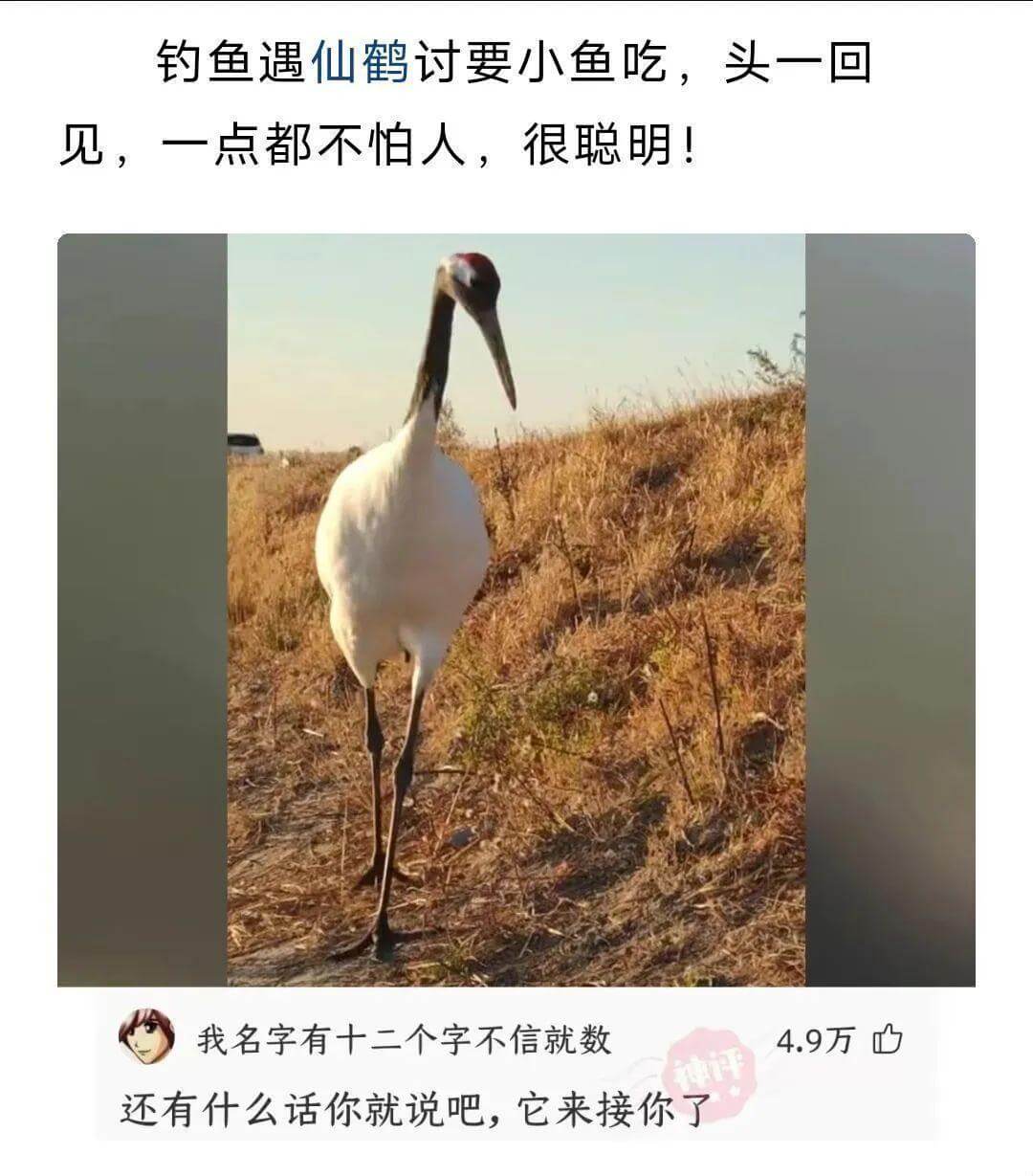 钓鱼遇仙鹤讨要小鱼吃，头一回见，一点都不怕人，很聪明！我名字