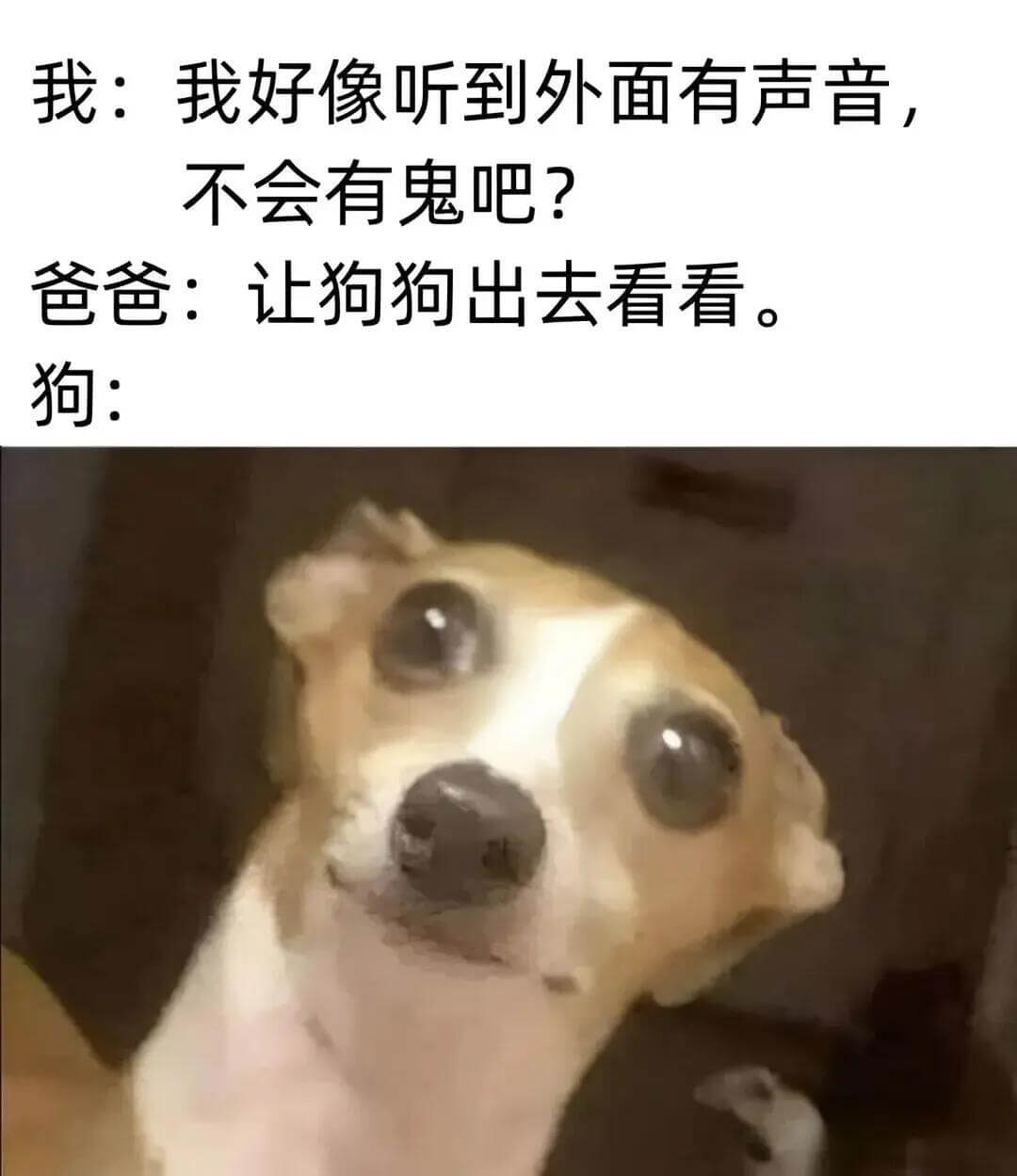 我：我好像听到外面有声音，不会有鬼吧？爸爸：让狗狗出去看看。