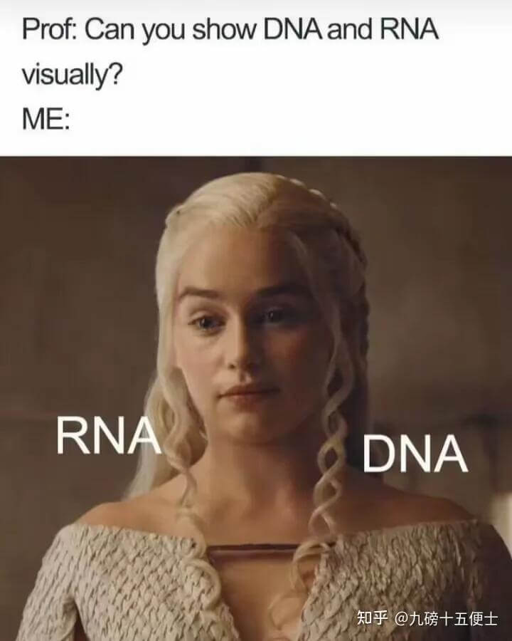 Prof:CanyoushowDNAandRNAvisual