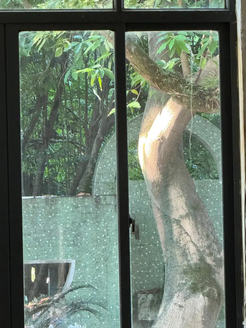 看树都看出了亭亭玉立的感觉🥲我真是单身久了🐶