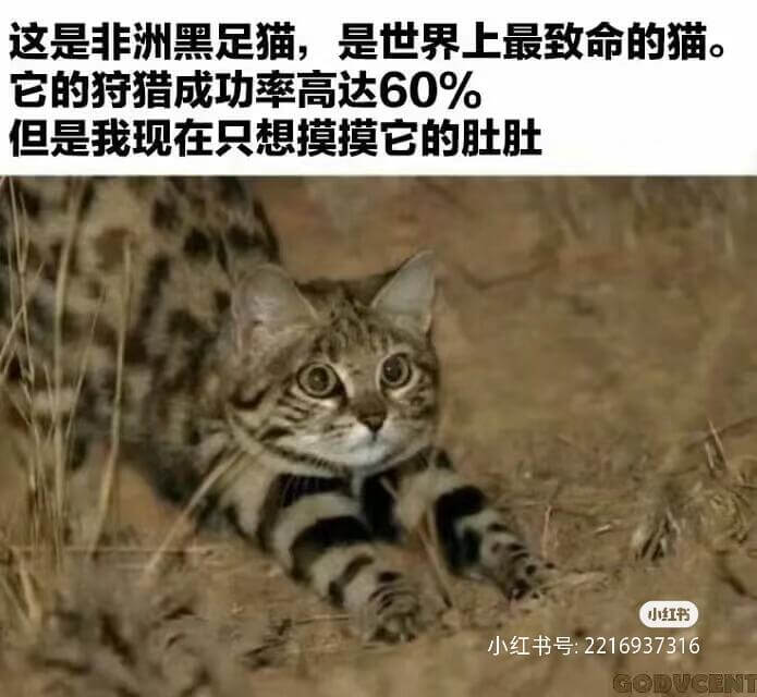 这是非洲黑足猫，是世界上最致命的猫。它的特猎成功率高达60%