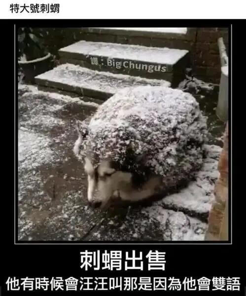 特大號刺蜻刺蜻出售他有时候會汪汪叫，那是因為他會雙语