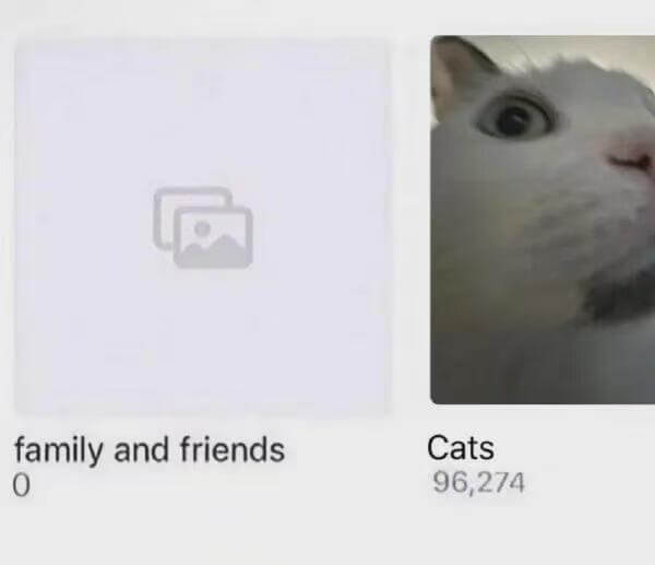 familyandfriendsCats096,274