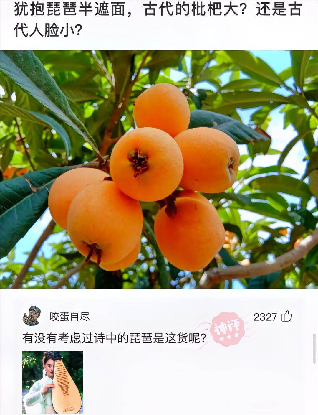 犹抱琵琶半遮面，古代的枇杷大？还是古代人脸小？咬蛋自尽232