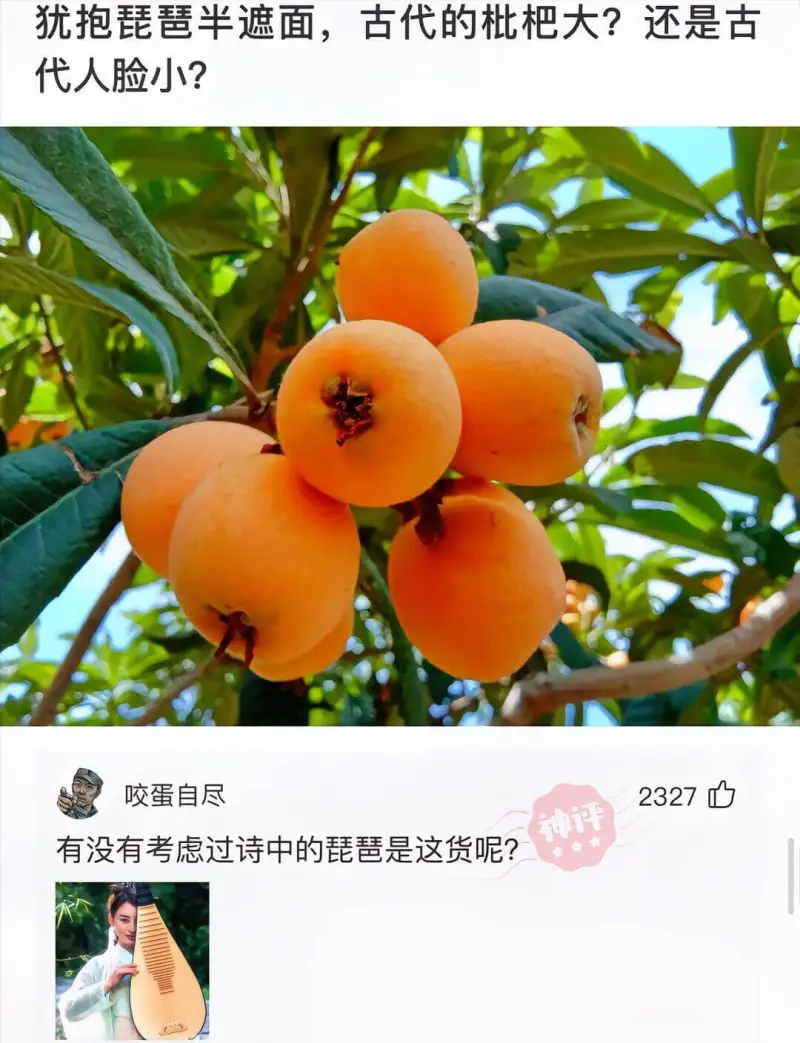 犹抱琵琶半遮面，古代的枇杷大？还是古代人脸小？咬蛋自尽232