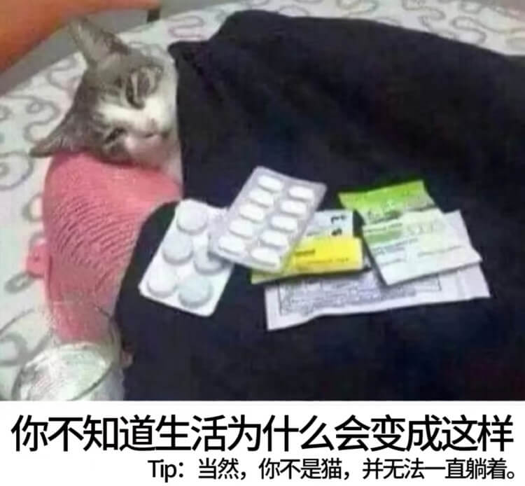 你不知道生活为什么会变成这样Tip：当然，你不是猫，并无法一