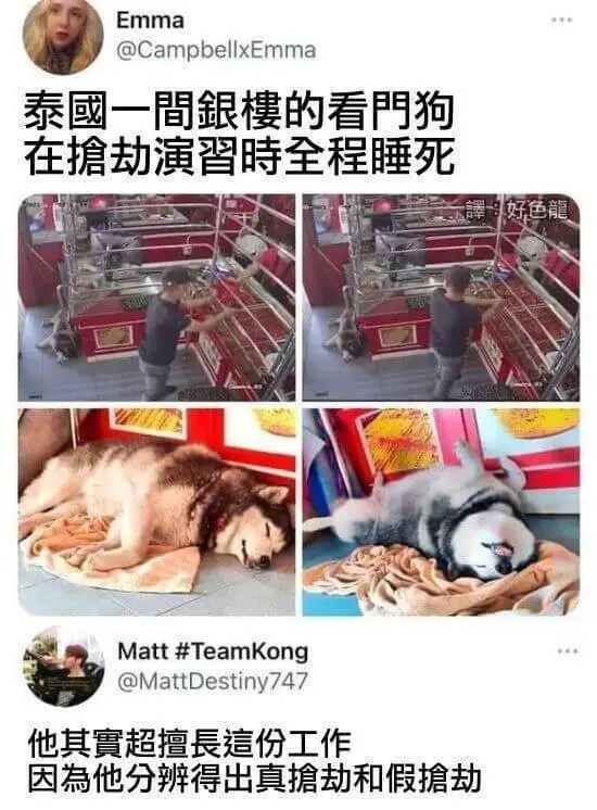 Emma@CampbellxEmma泰國一間銀樓的看門狗，在