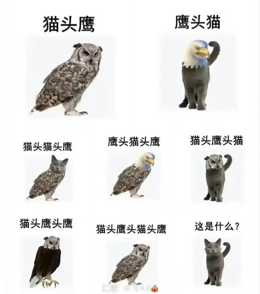 猫头鹰鹰头猫鹰头猫头鹰猫头鹰头猫猫头猫头鹰猫头鹰头鹰这是什么