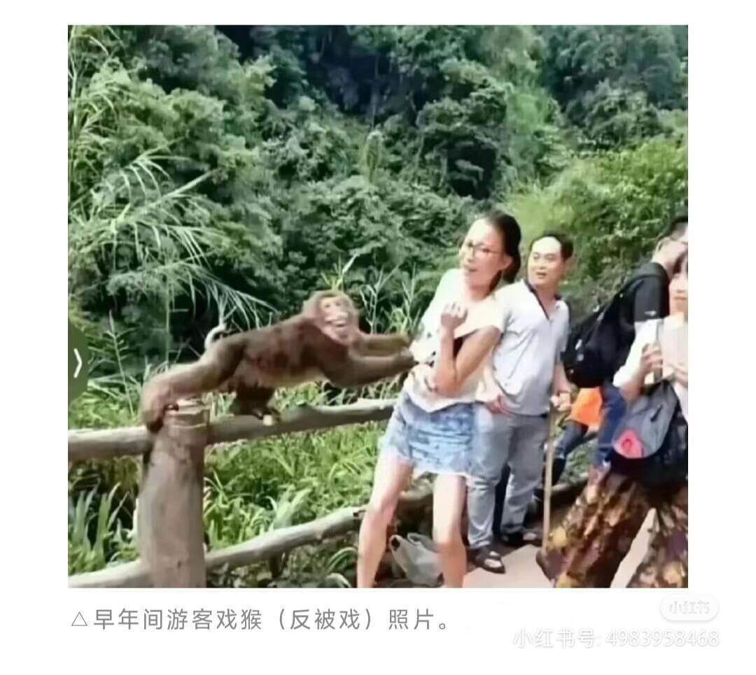 小红早年间游客戏猴（反被戏）照片。小红书号：49839584