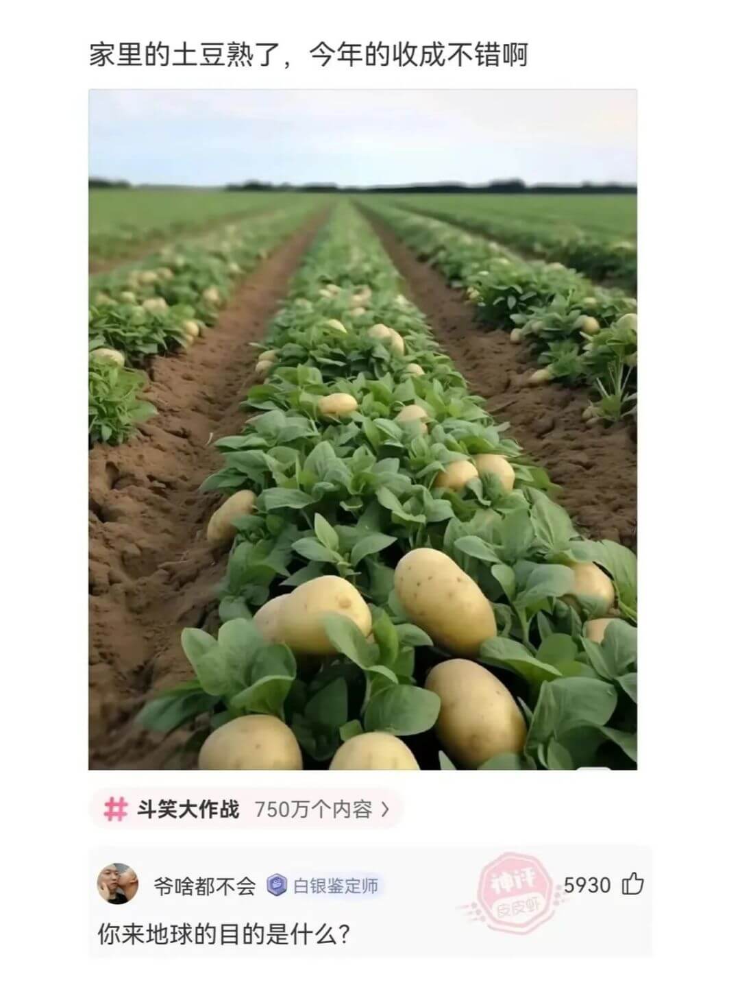 家里的土豆熟了，今年的收成不错啊斗笑大作战750万个内容>爷