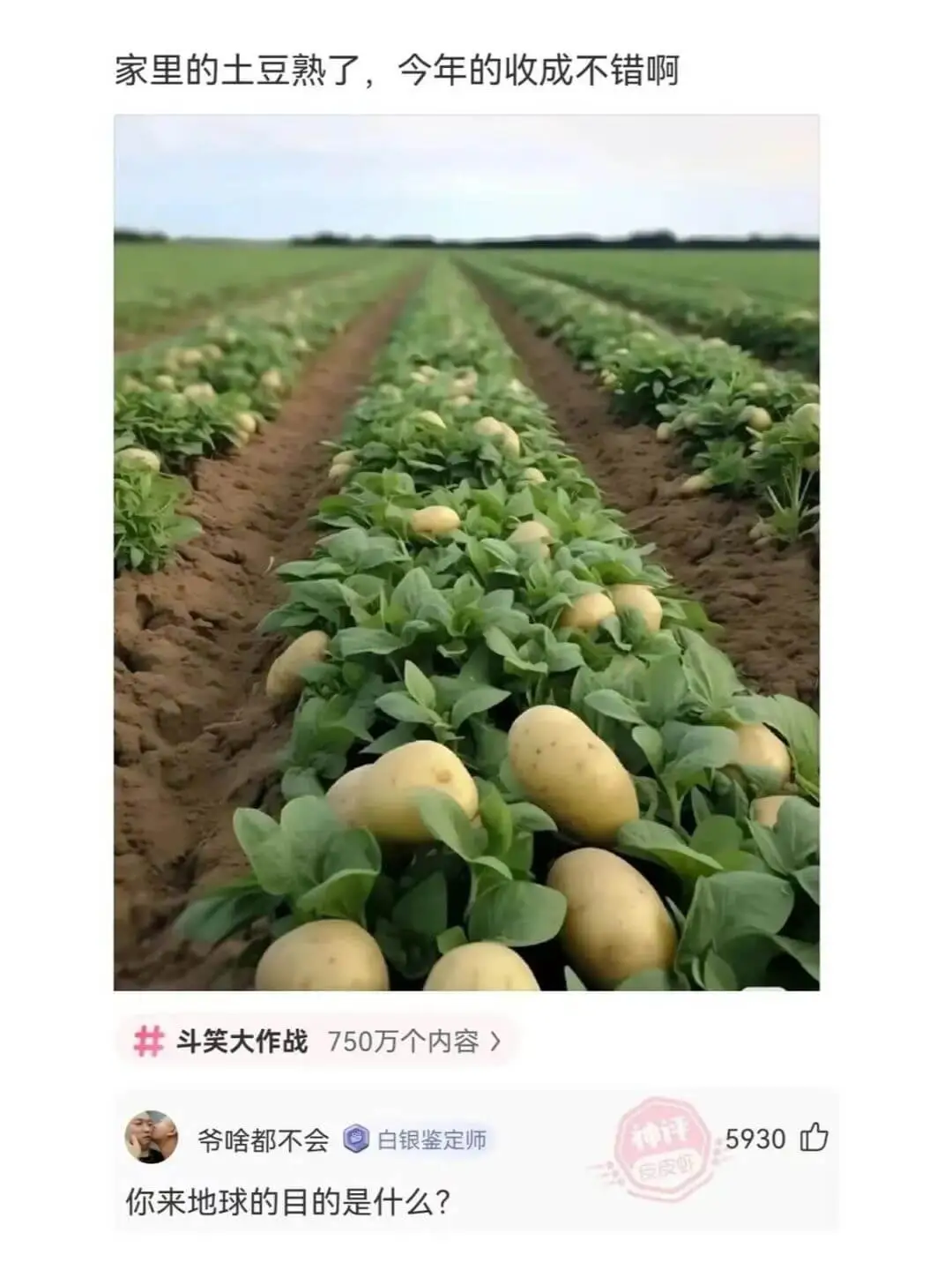 家里的土豆熟了，今年的收成不错啊斗笑大作战750万个内容>爷