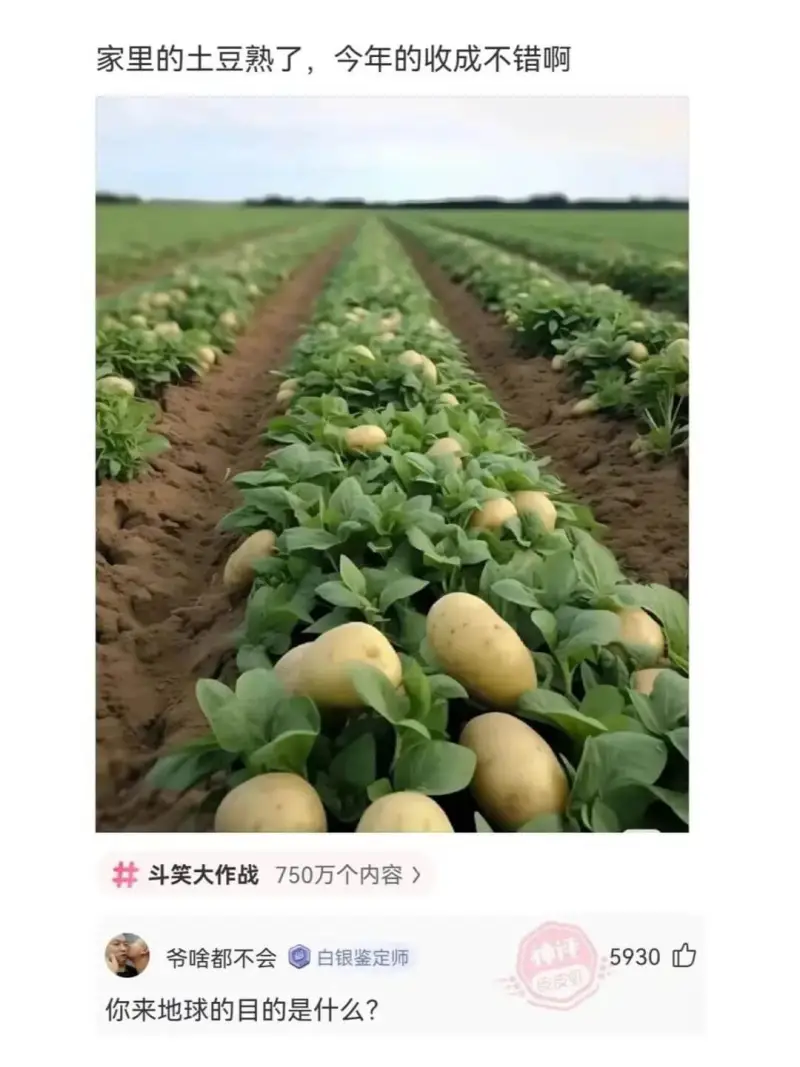 家里的土豆熟了，今年的收成不错啊斗笑大作战750万个内容>爷
