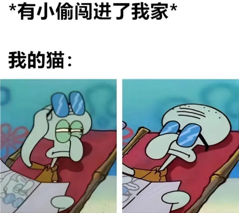 有小偷闯进了我家！我的猫：