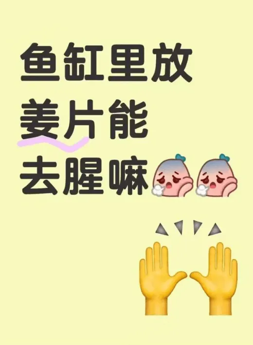 鱼缸里放姜片能去腥嘛