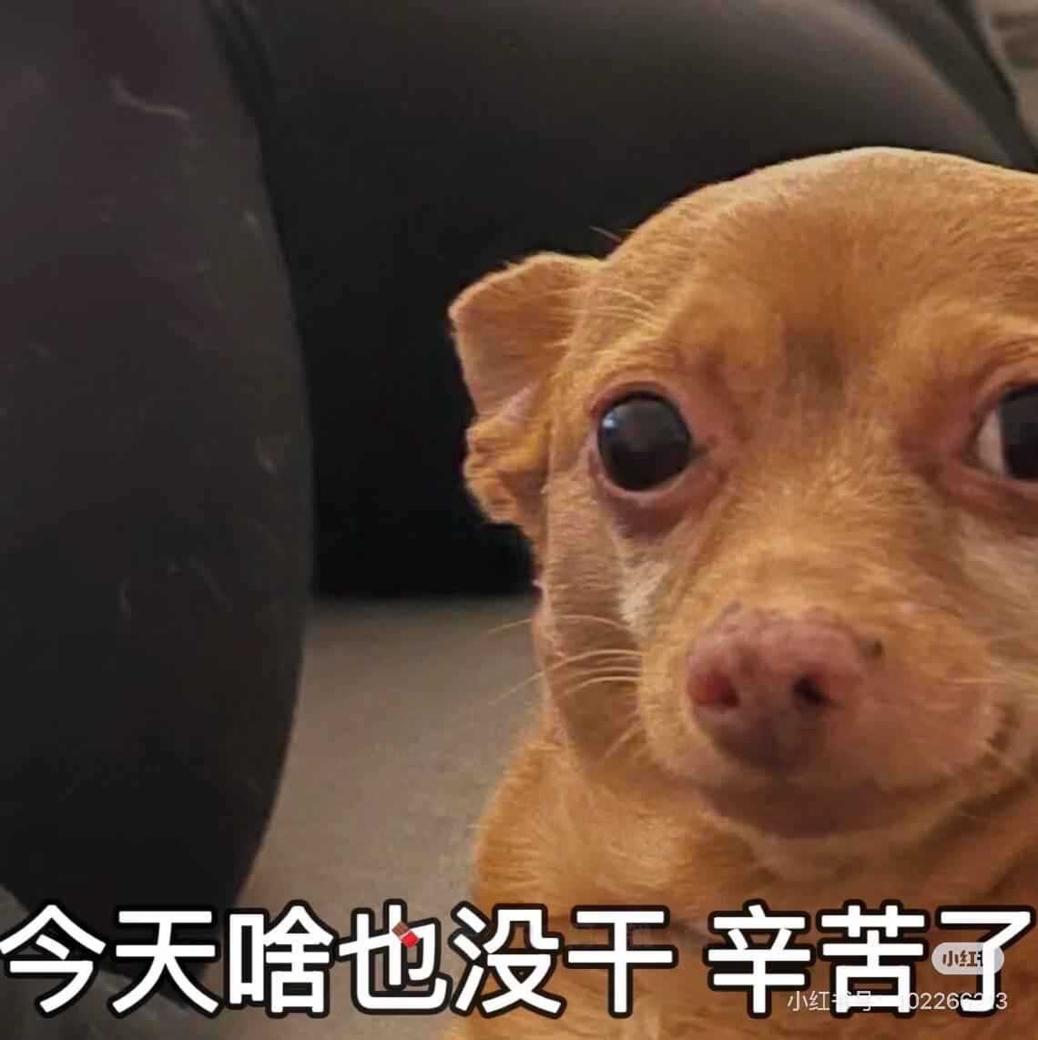 今天啥也没干辛苦了