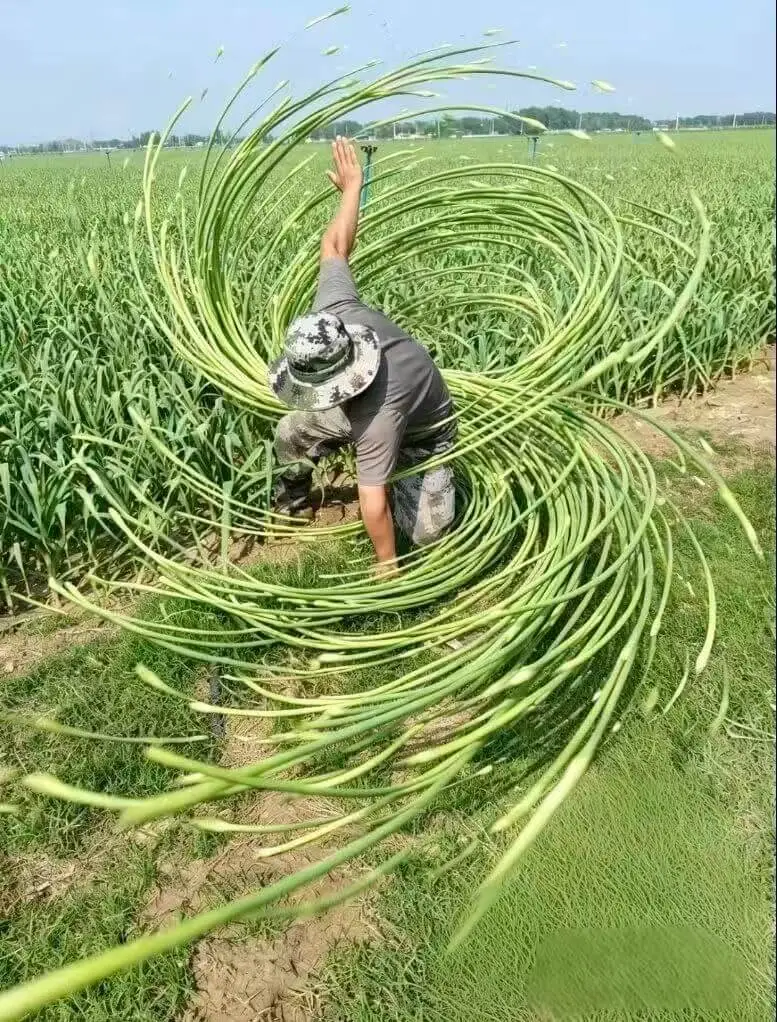 蒜苔王第一魂技——缠绕！