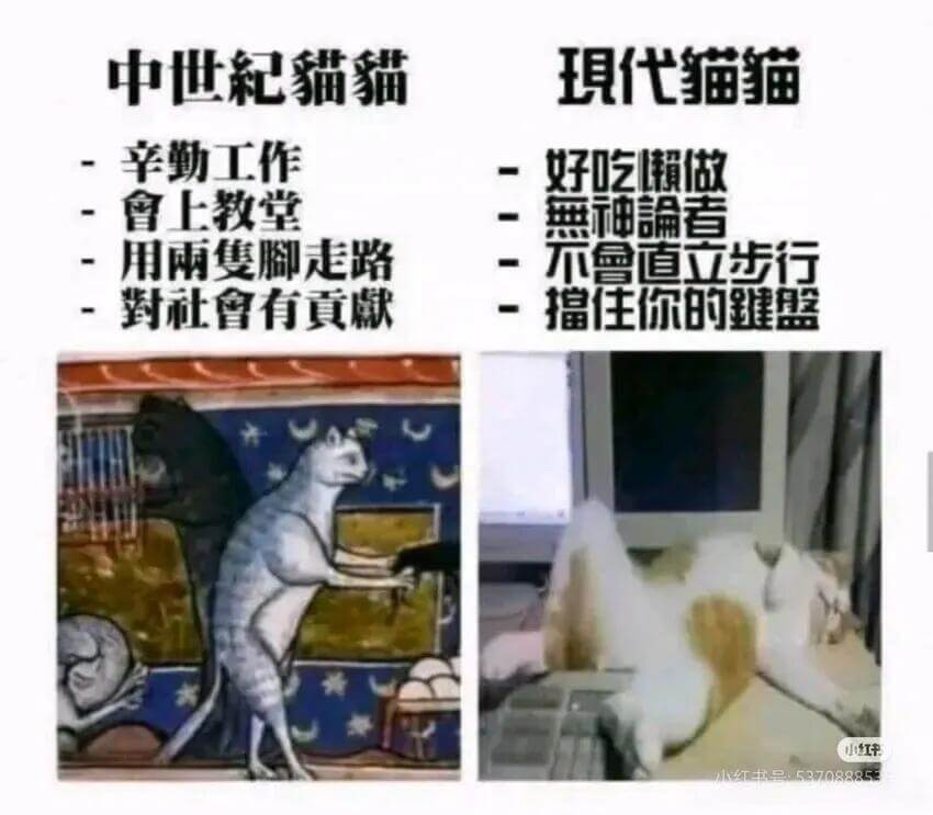 中世记猫猫代猫猫辛勤工作好吃懒做鲁上教堂無神者用雨脚走路不鲁
