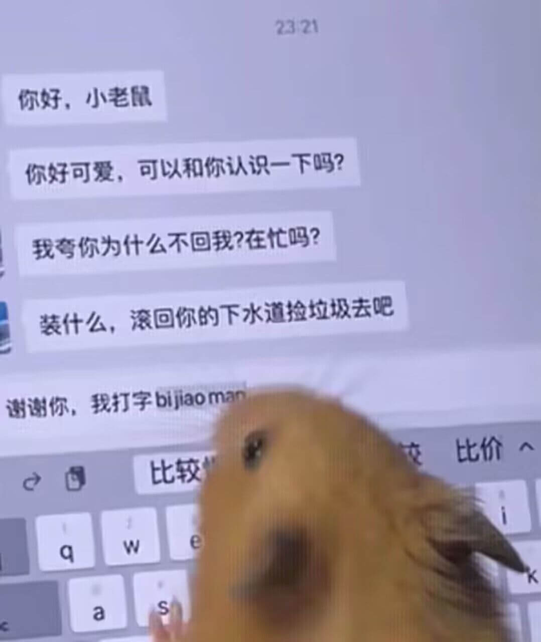 2321你好，小老鼠你好可爱，可以和你认识一下吗？我弯你为什