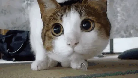 手指顺着猫头动，就会感觉小猫一直在盯着你的手hhhhhhh