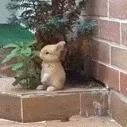 🐰