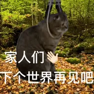 送大家一波网上搜刮的猫猫表情包