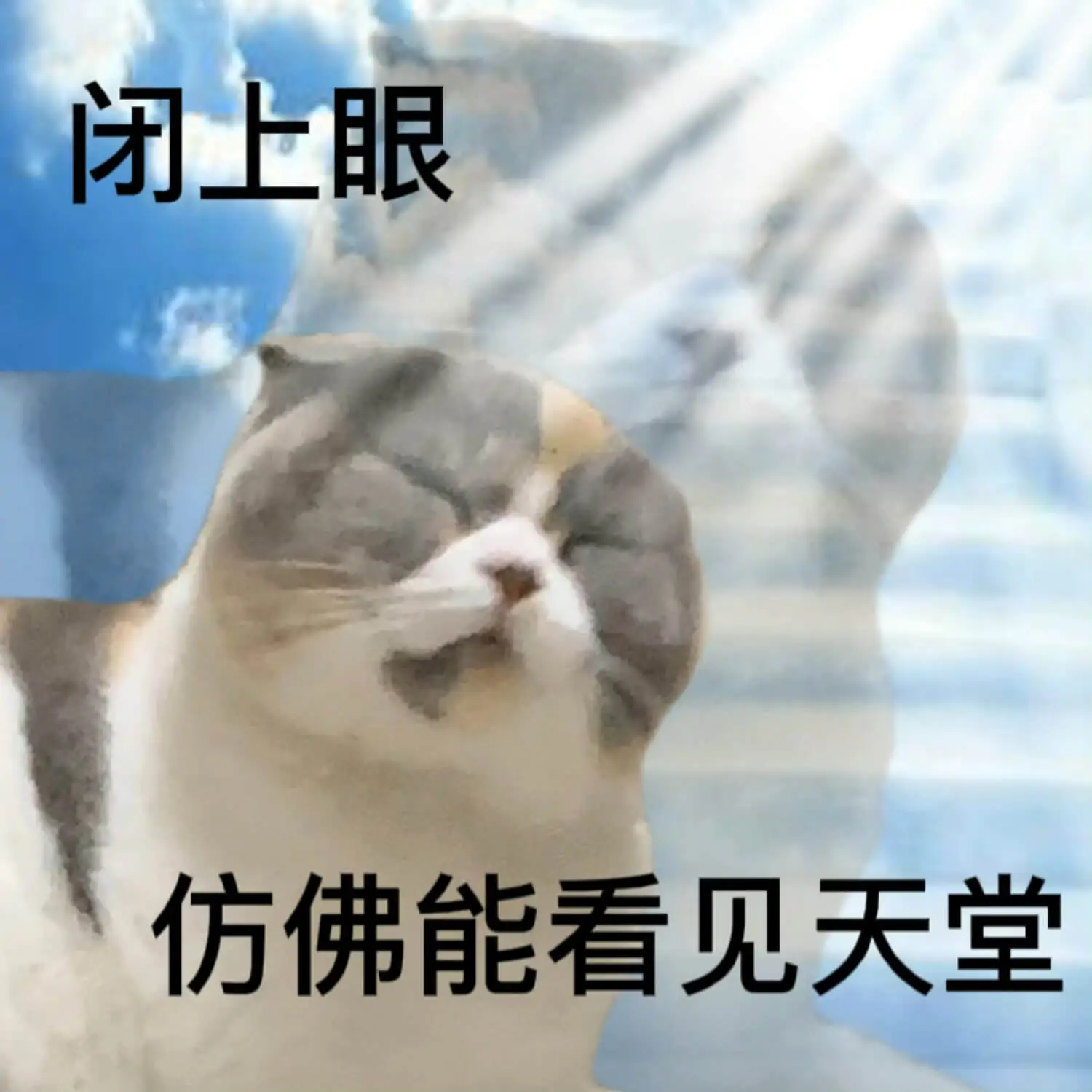 送大家一波网上搜刮的猫猫表情包