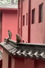 潇洒猴哥～🤣🤣🤣