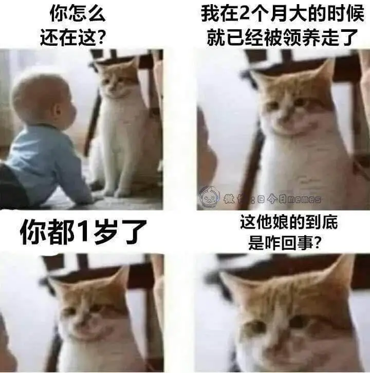 你怎么我在2个月大的时候还在这？就已经被领养走了微理8回今日