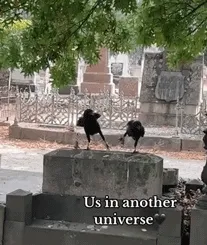 直播“乌鸦🐦⬛是如何打架的”