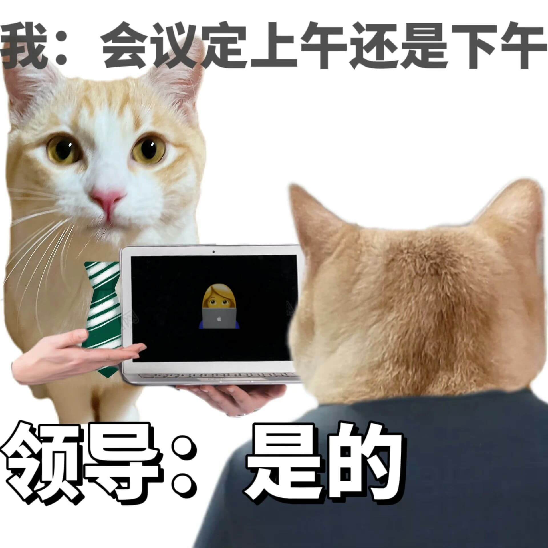 我：会议定上午还是下午领导：是的