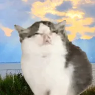 送大家一波网上搜刮的猫猫表情包