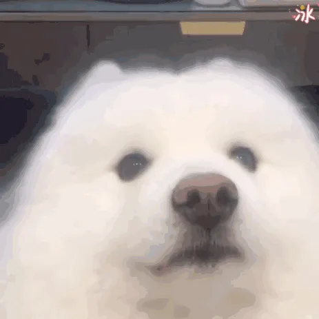 是小甜狗，不是小舔狗