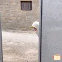 小飞鹅