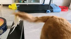 鉴定过了，是真的狗。